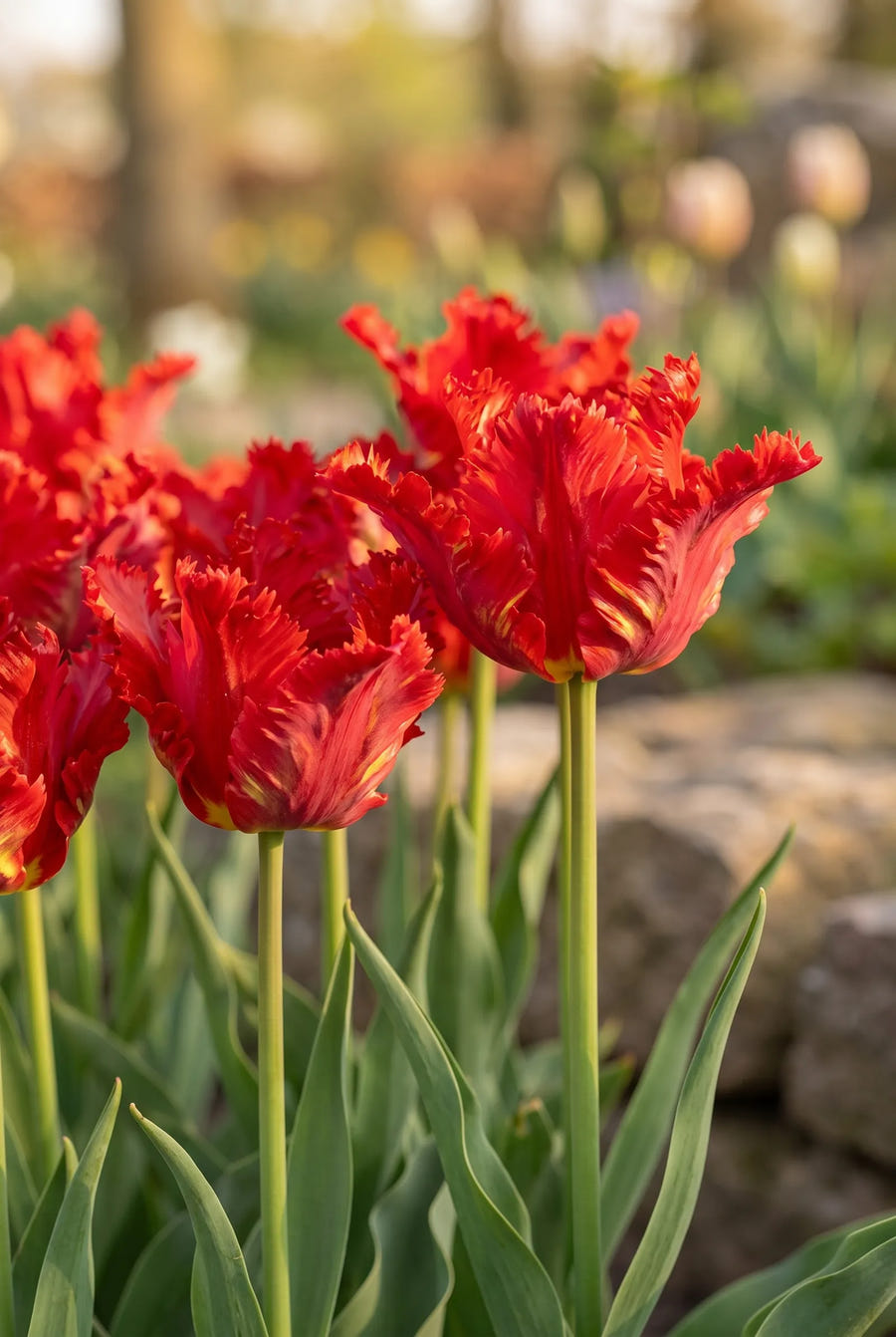 Tulipa Garden Fire — sfeerbeeld