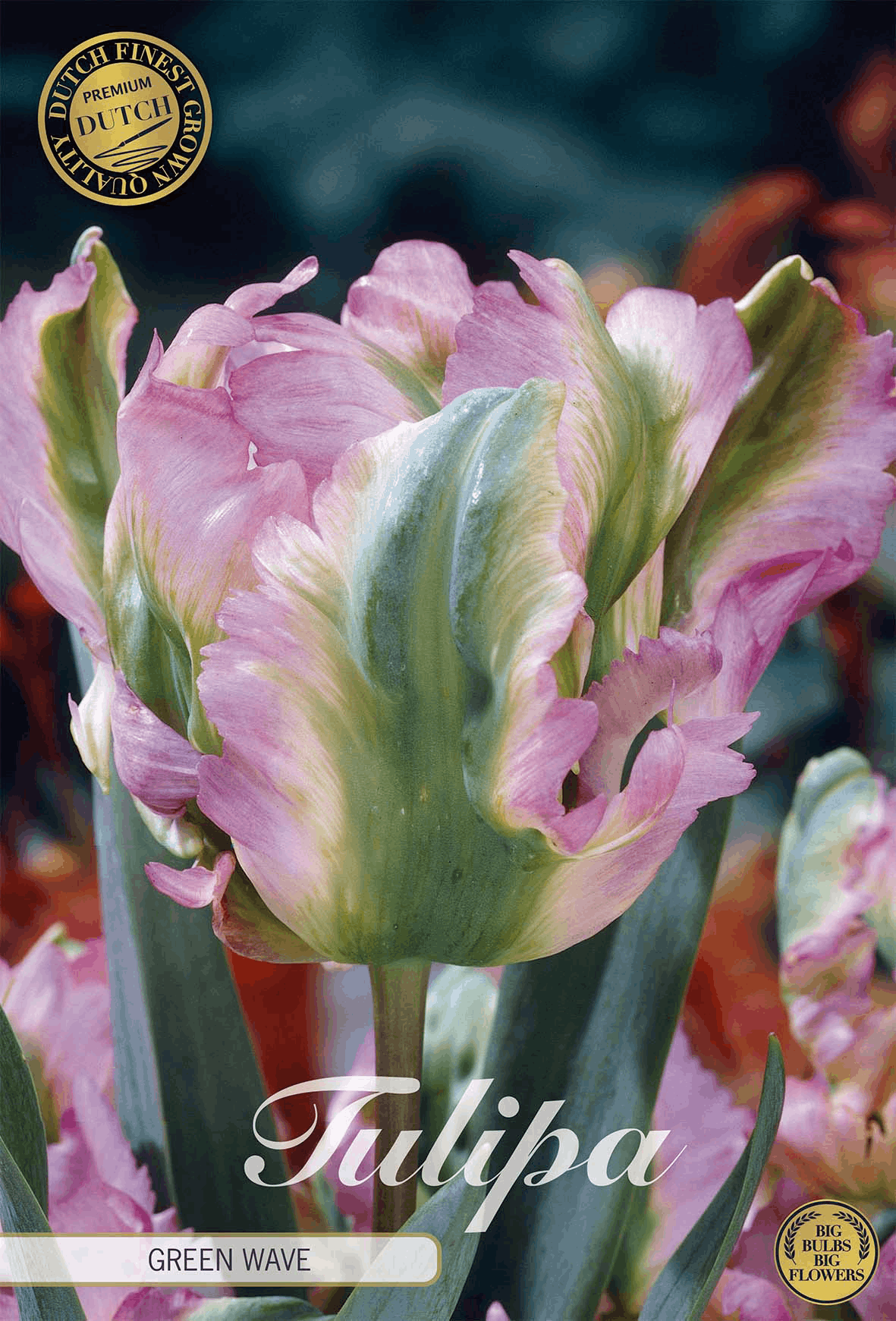 Tulipa Groene Golf