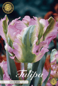 Tulipa Groene Golf
