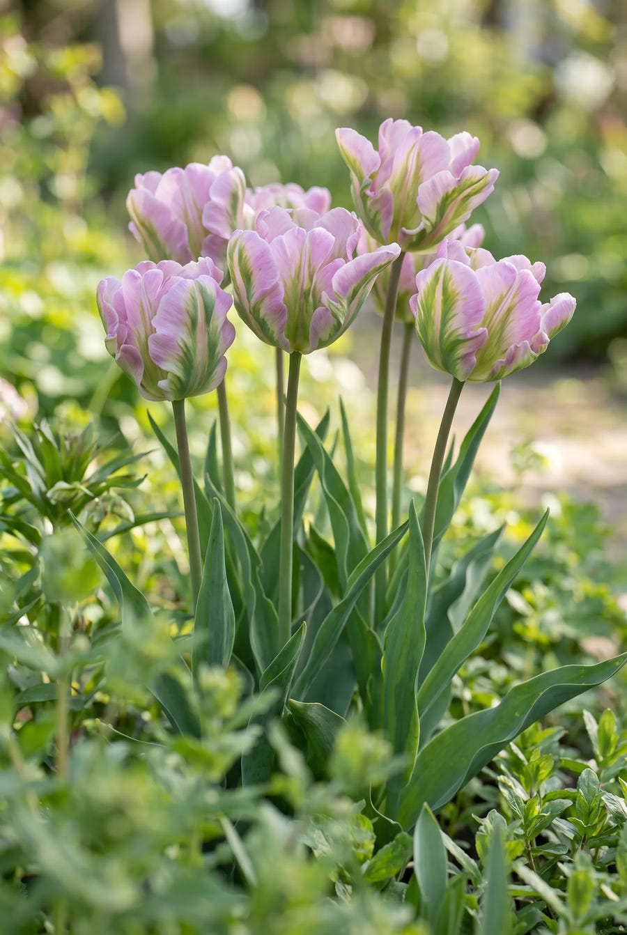 Tulipa Green Wave — in de tuin