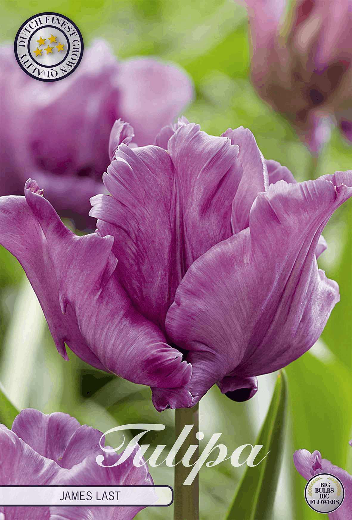 Tulp James Last