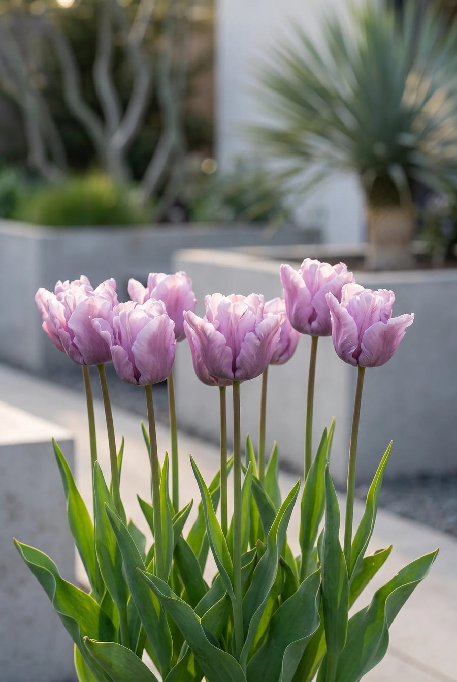 Tulipa James Last — in de border