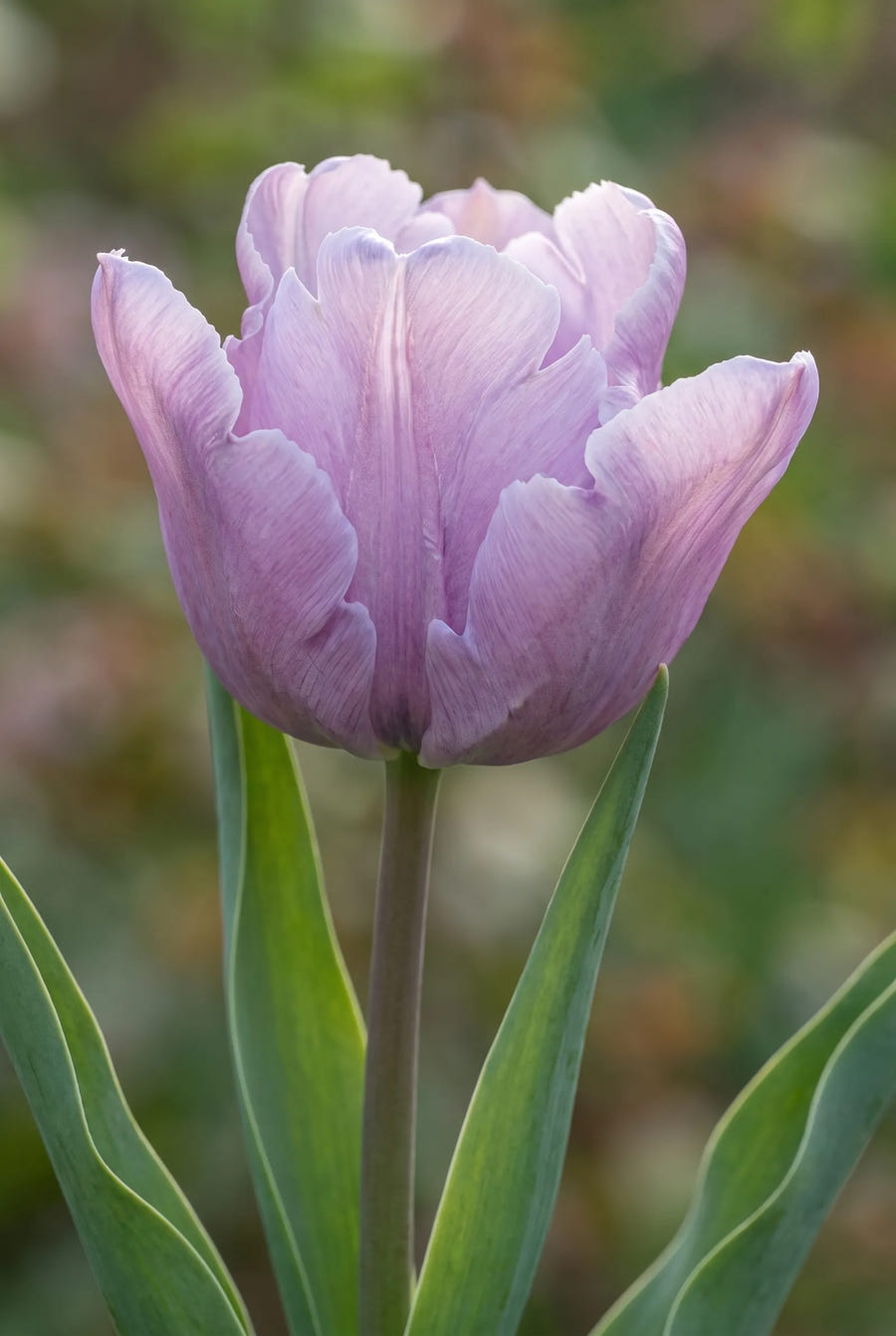 Tulipa James Last — close-up van de bloem