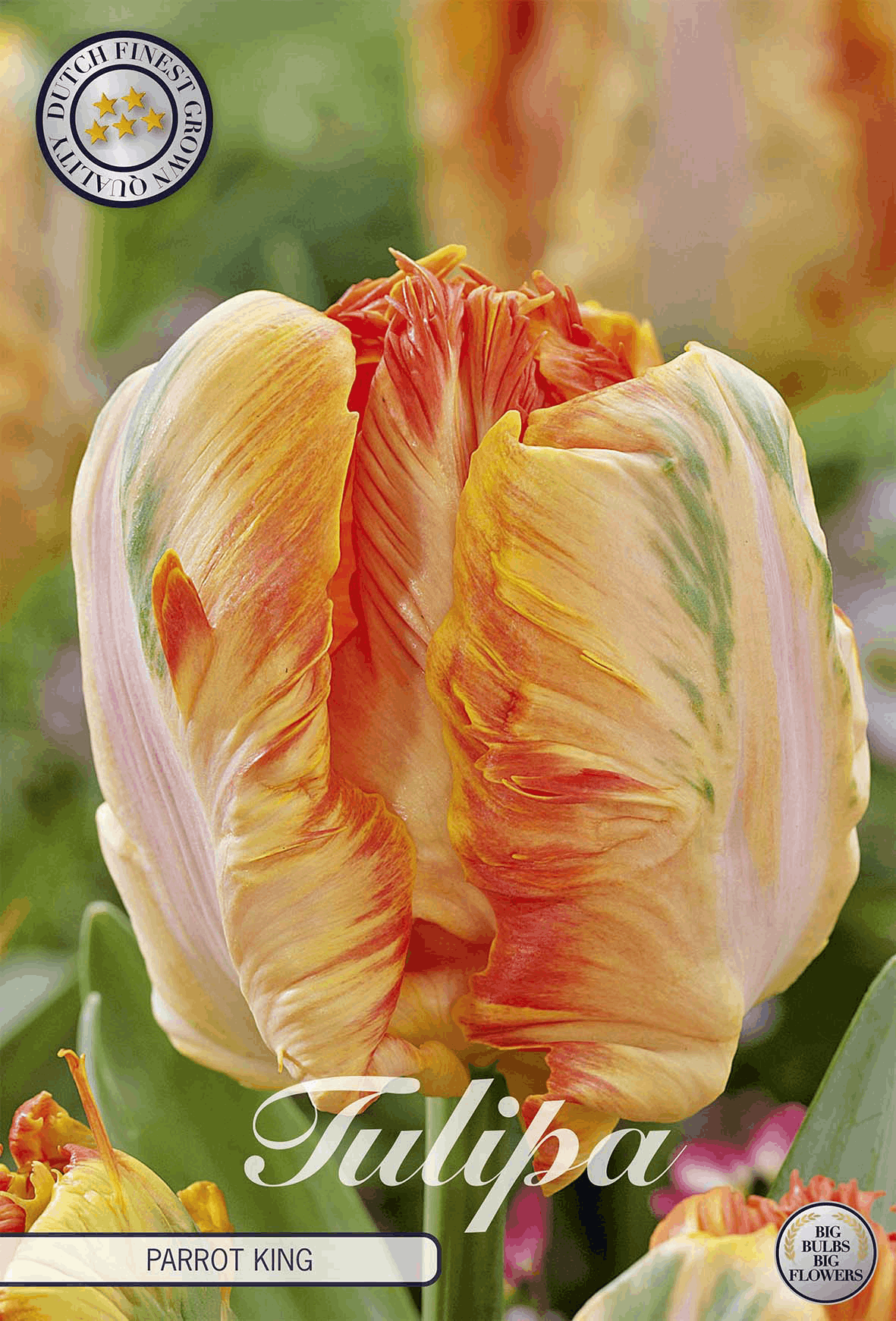 Tulipa Papegaai Koning