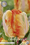 Tulipa Papegaai Koning