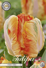 Tulipa Papegaai Koning