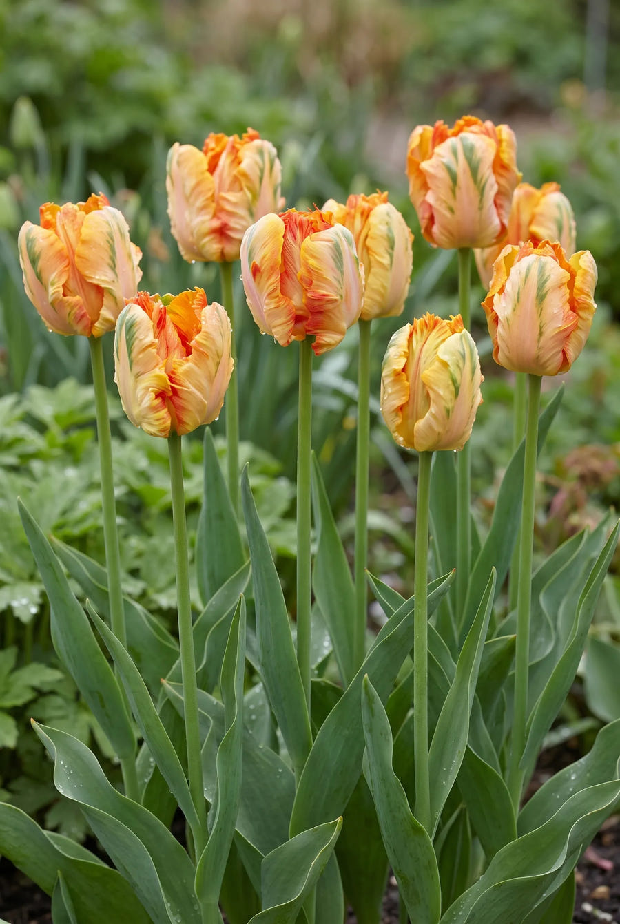 Tulipa Parrot King — groep in de tuinborder