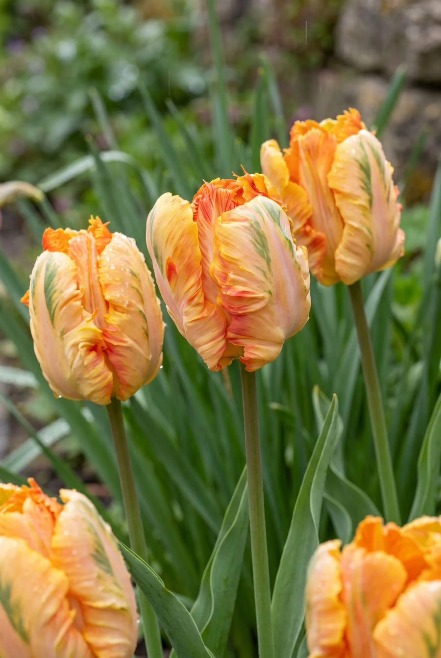 Tulipa Parrot King — sfeerbeeld