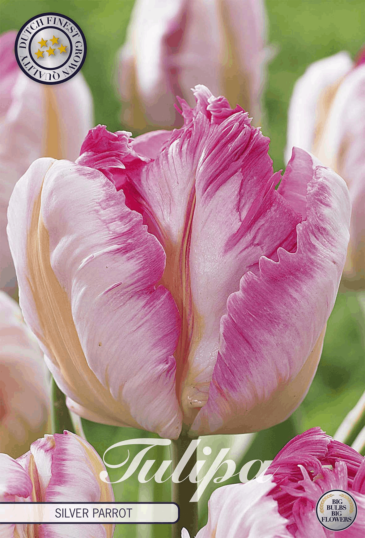 Tulipa zilverpapegaai