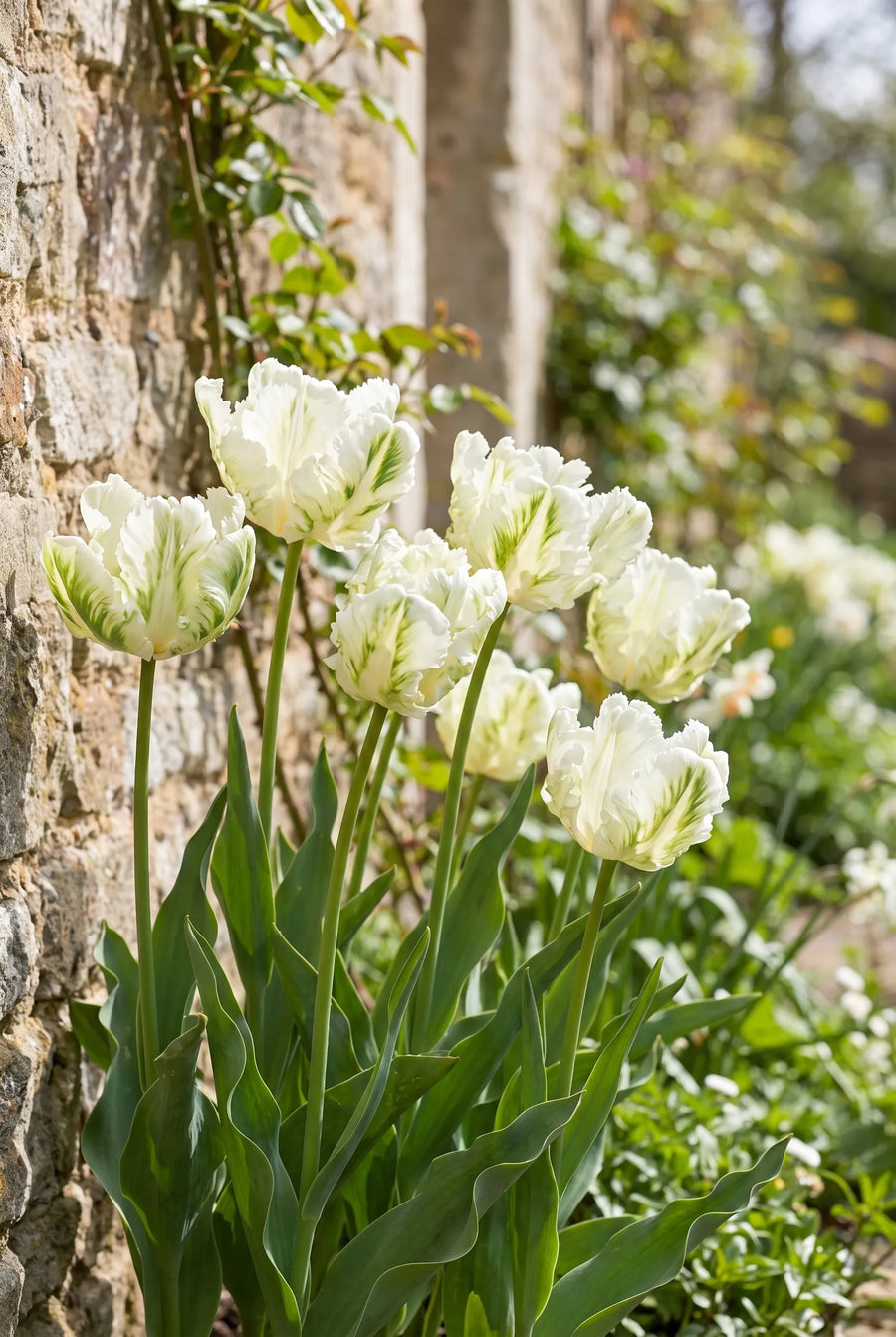 Tulipa Super Parrot — in de border