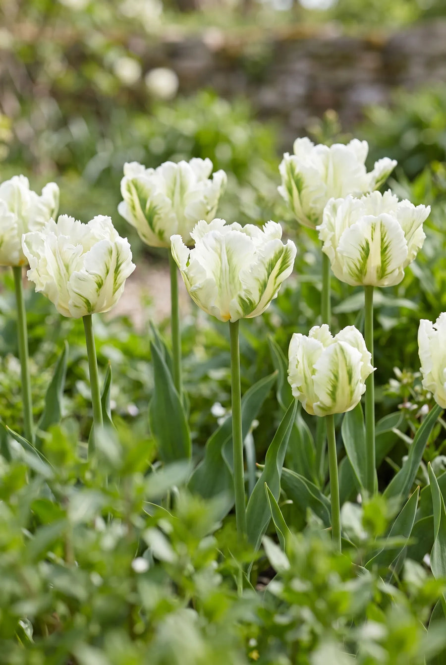 Tulipa Super Parrot — in de tuin