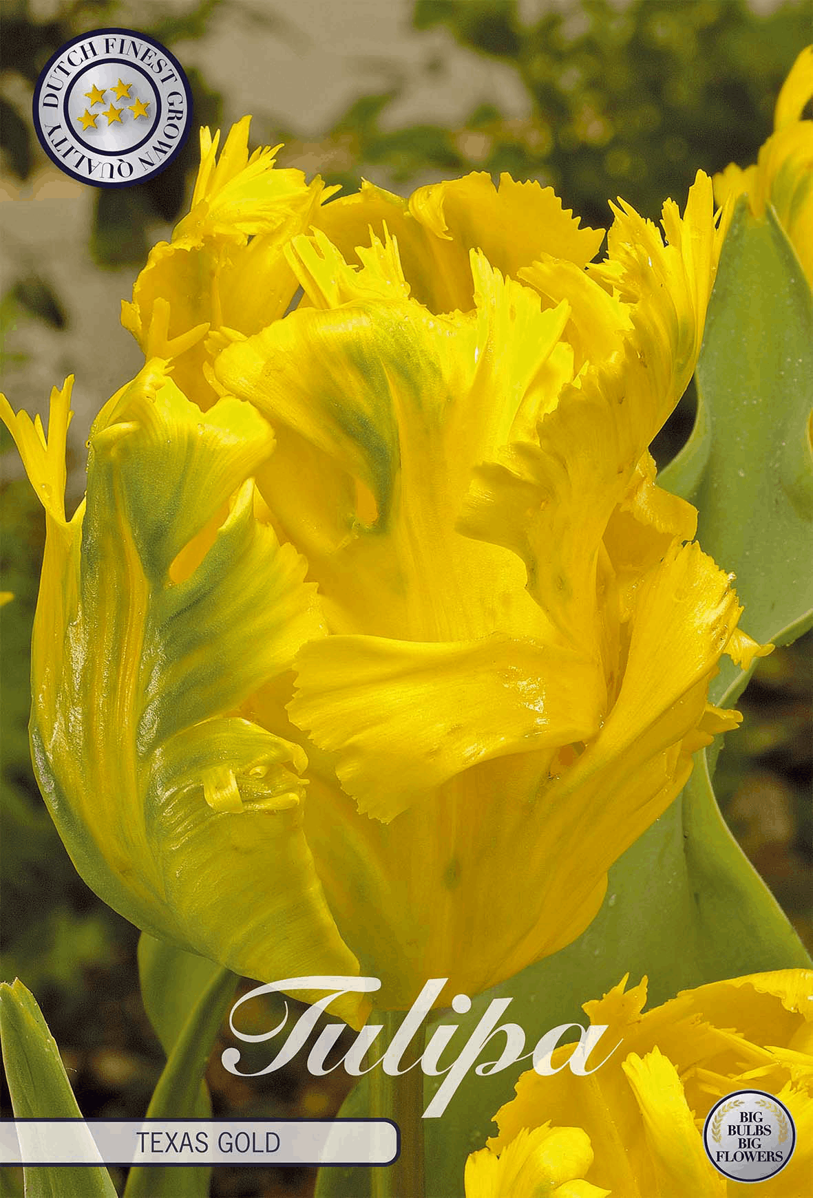 Tulp Texas Goud