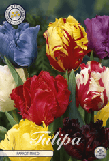 Tulipa Papegaai Gemengd