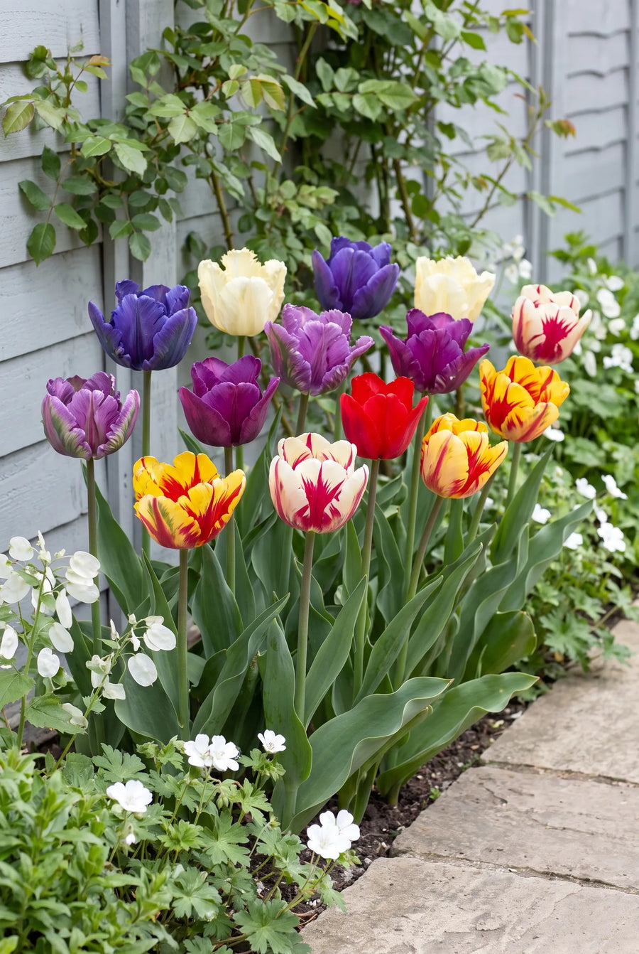 Tulipa Parrot Mixed — in de border