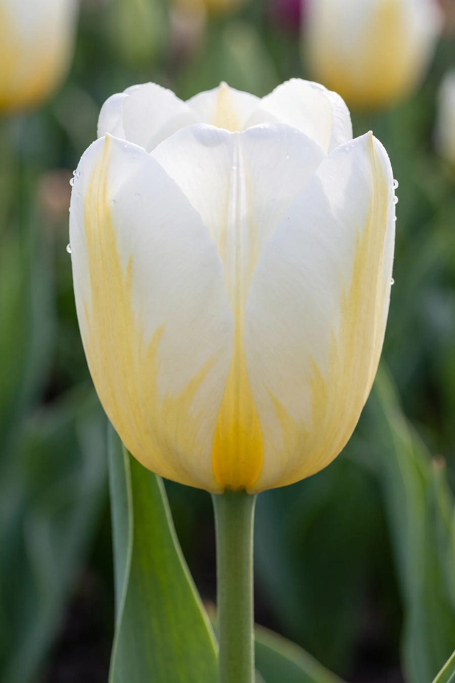 Close-up van de bloem van Tulipa Alfred Heineken