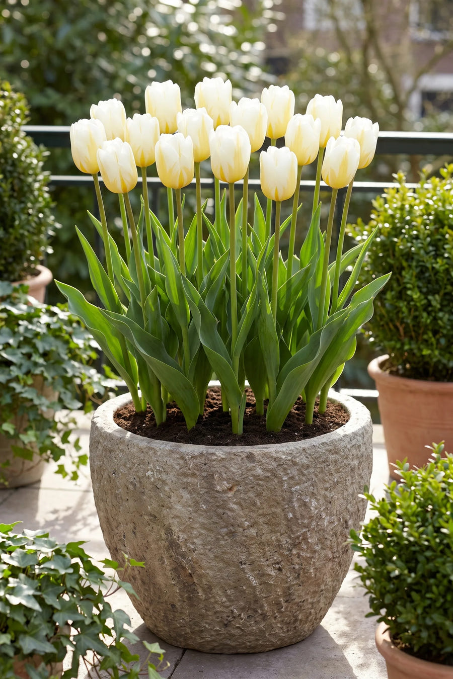 Tulipa Alfred Heineken in een pot op een terras