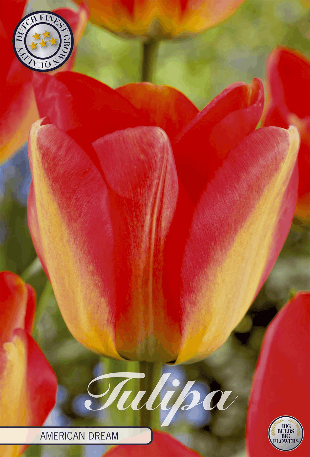 Tulp American Dream