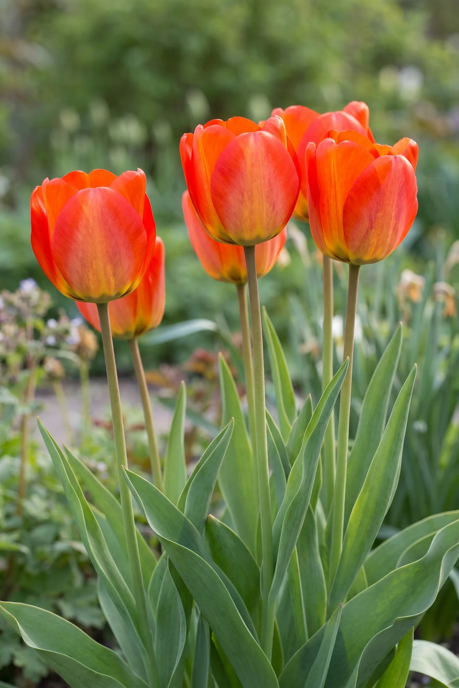Tulipa American Dream in bloei in een voorjaarsborder