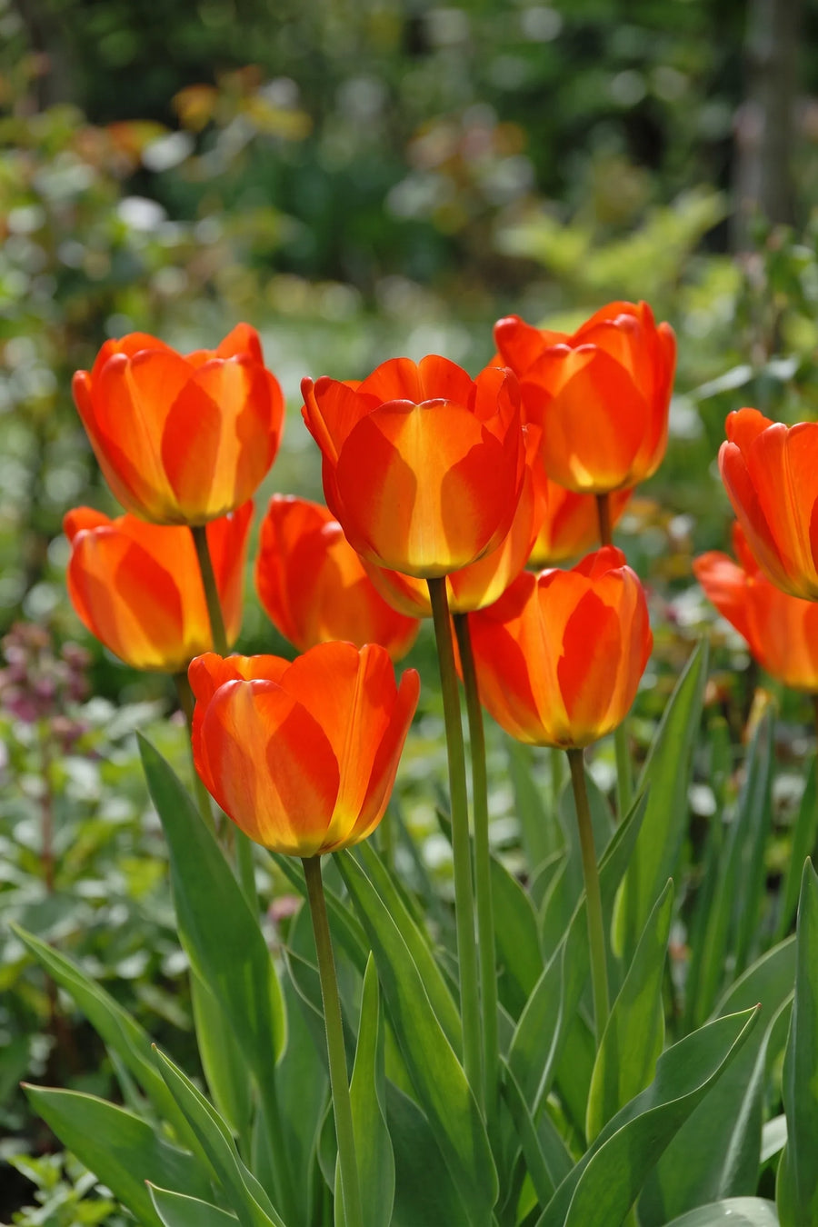 Tulipa American Dream vanuit een natuurlijke tuinhoek