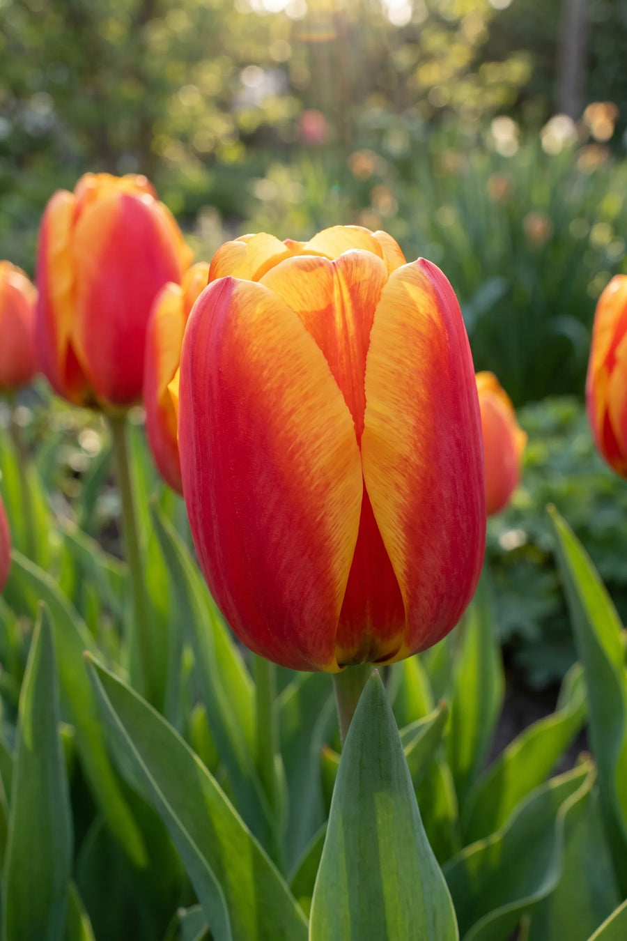Detail van de bloemblaadjes van Tulipa Apeldoorn Elite