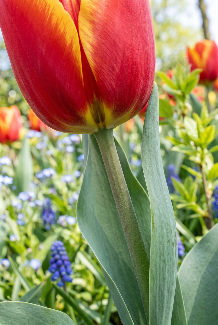 Tulipa Apeldoorn Elite — macro-detail van de bloemblaadjes