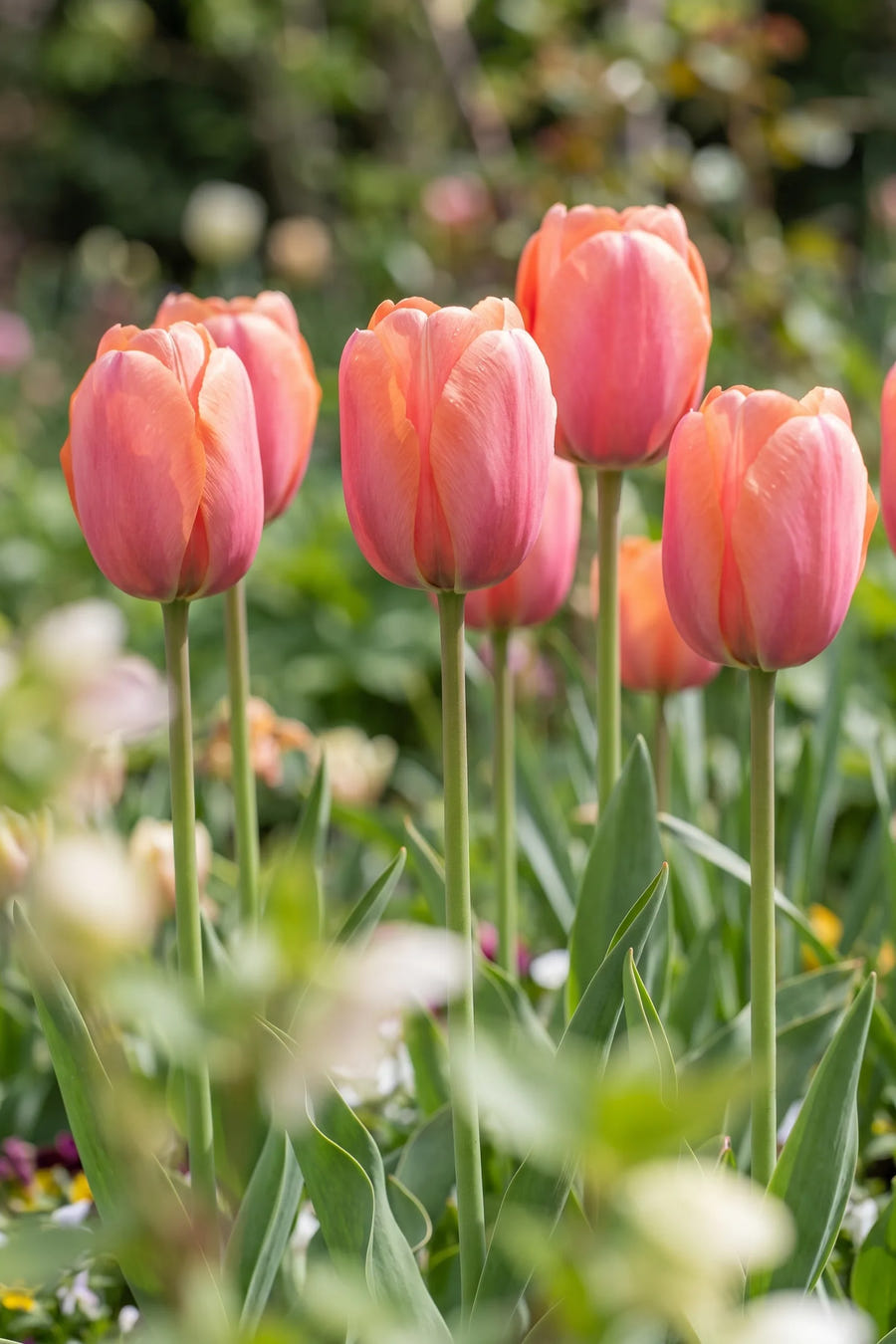 Tulipa Apricot Impression vanuit een natuurlijke tuinhoek
