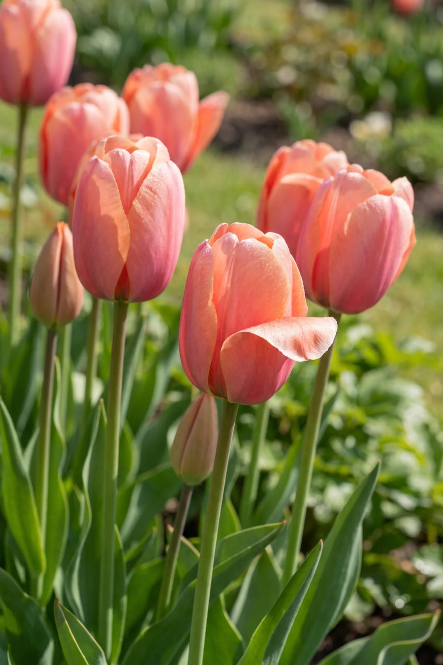 Detail van de bloemblaadjes van Tulipa Apricot Impression