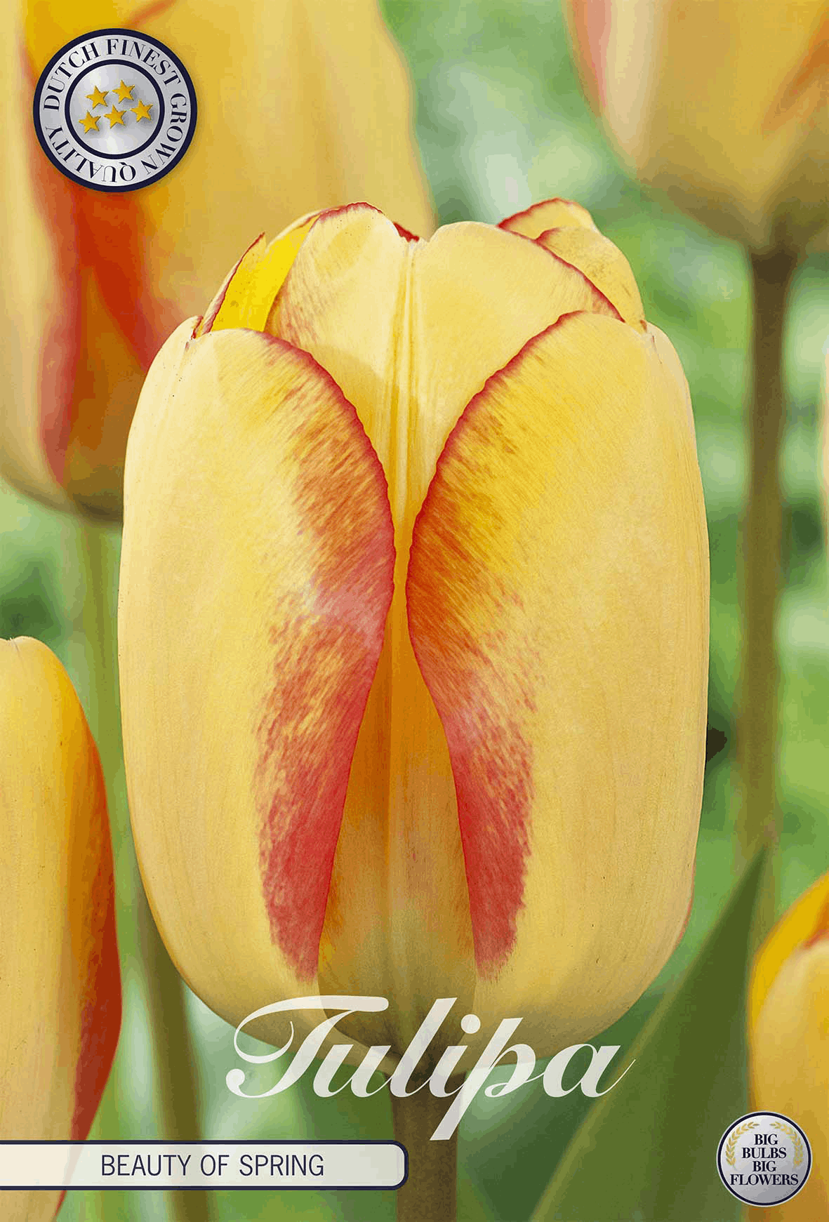 Tulp, de schoonheid van de lente