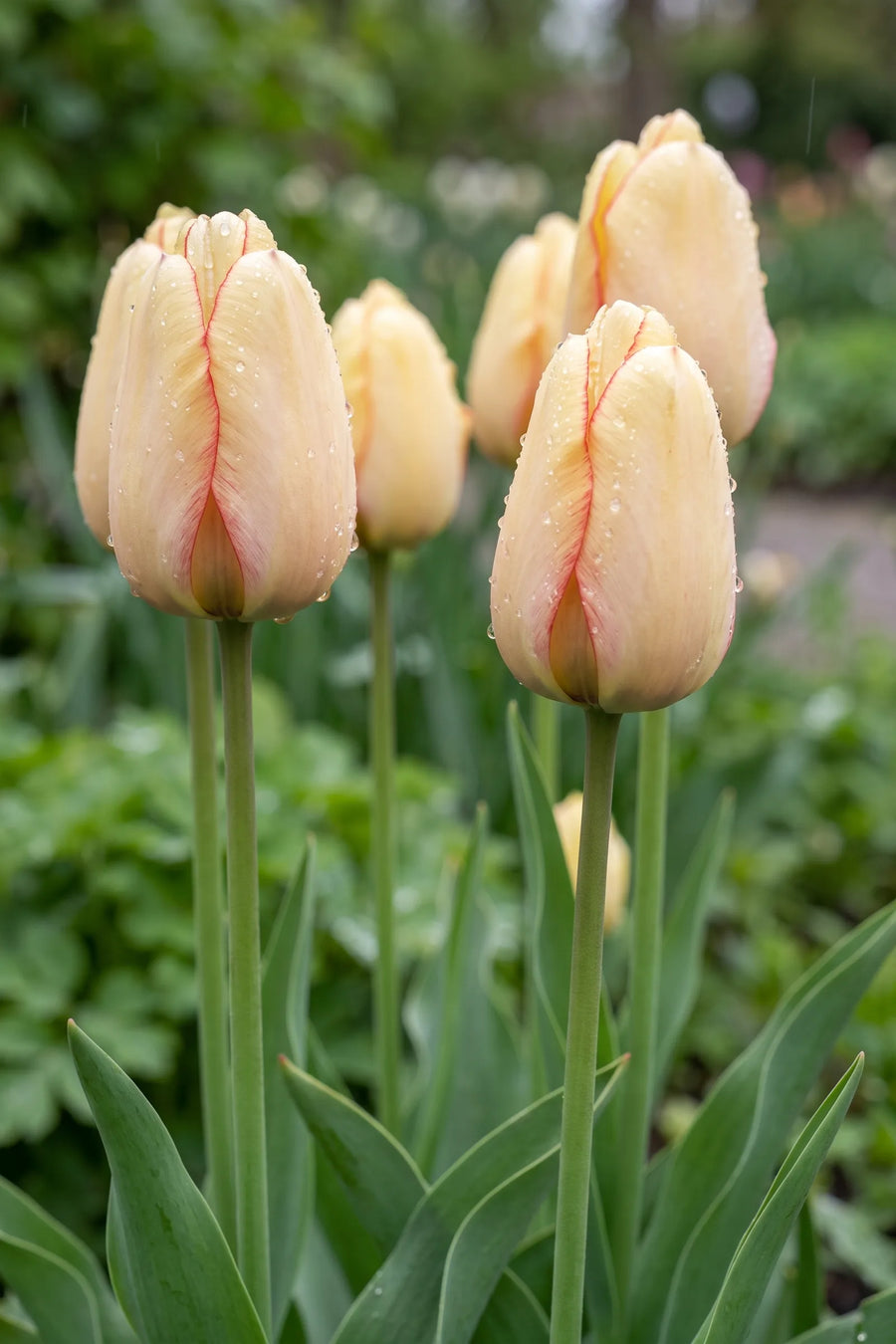 Detail van de bloemblaadjes van Tulipa Beauty of Spring