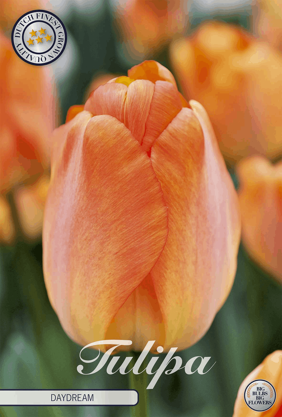 Tulp Dagdroom