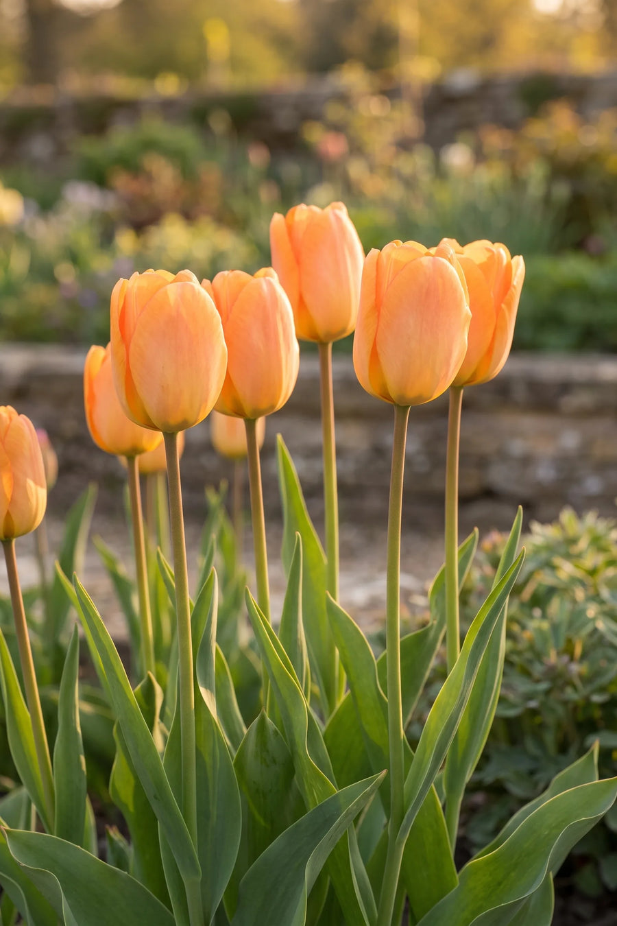 Tulipa Daydream in bloei in een voorjaarsborder