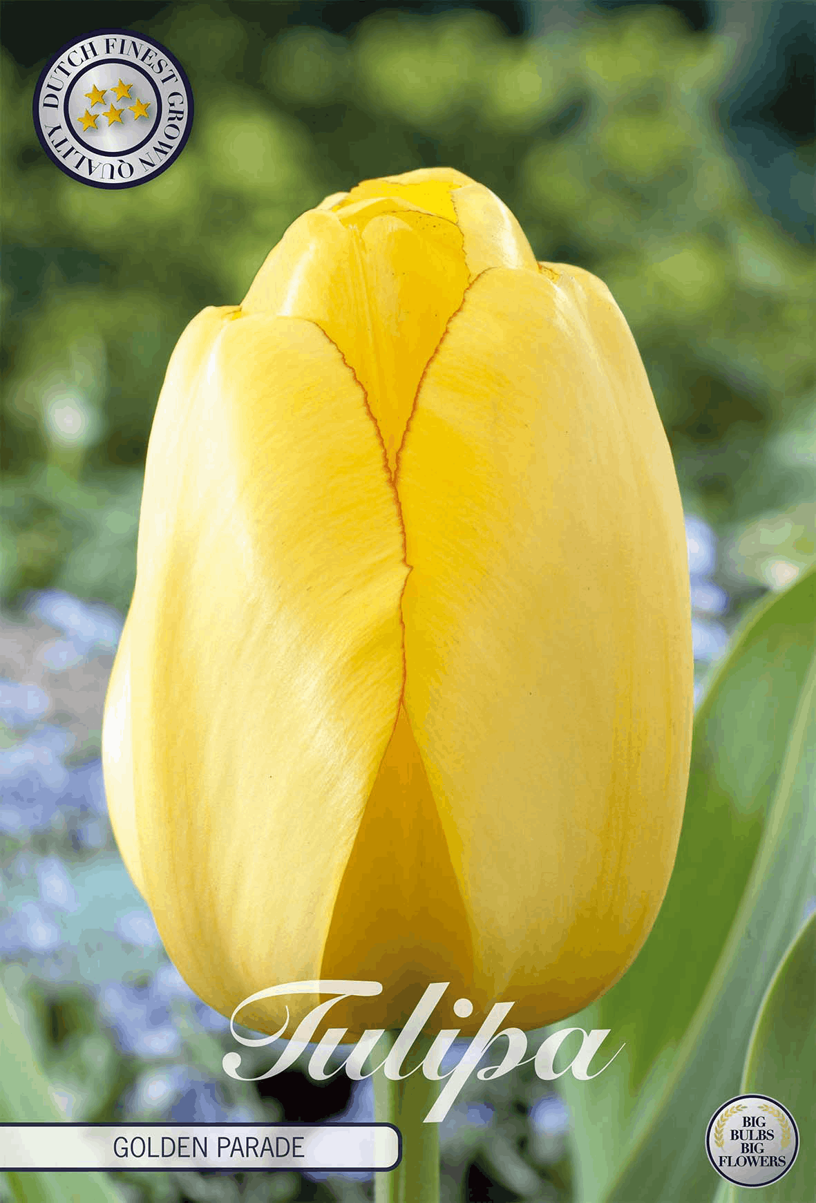 Tulipa Gouden Parade