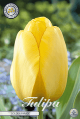 Tulipa Gouden Parade