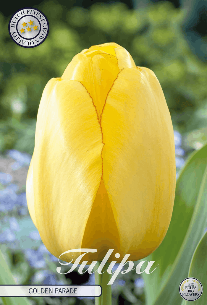 Tulipa Gouden Parade