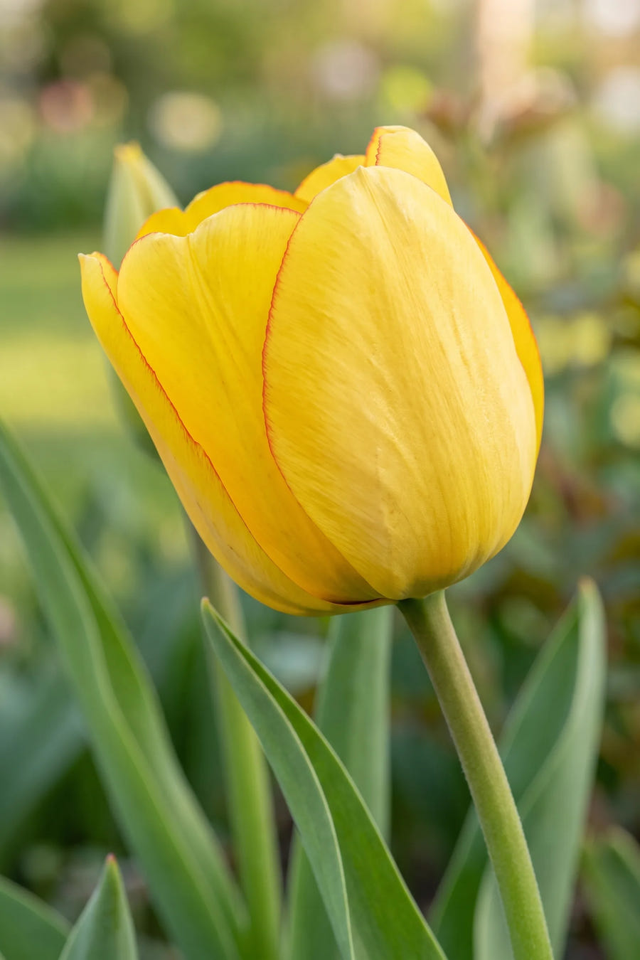 Tulipa Golden Parade — close-up van de bloem