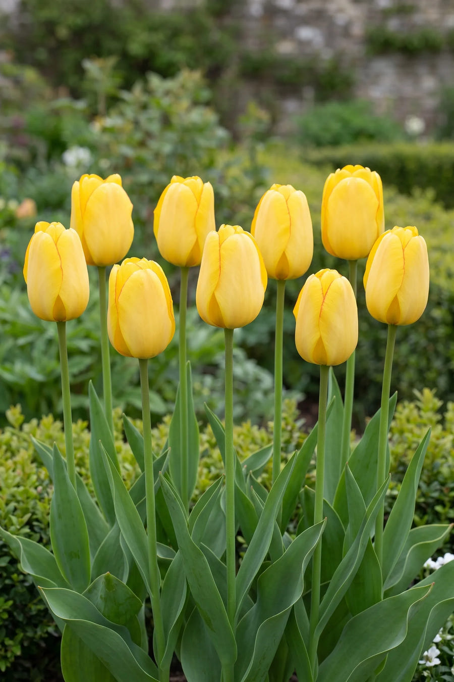 Tulipa Golden Parade — groep in de tuinborder