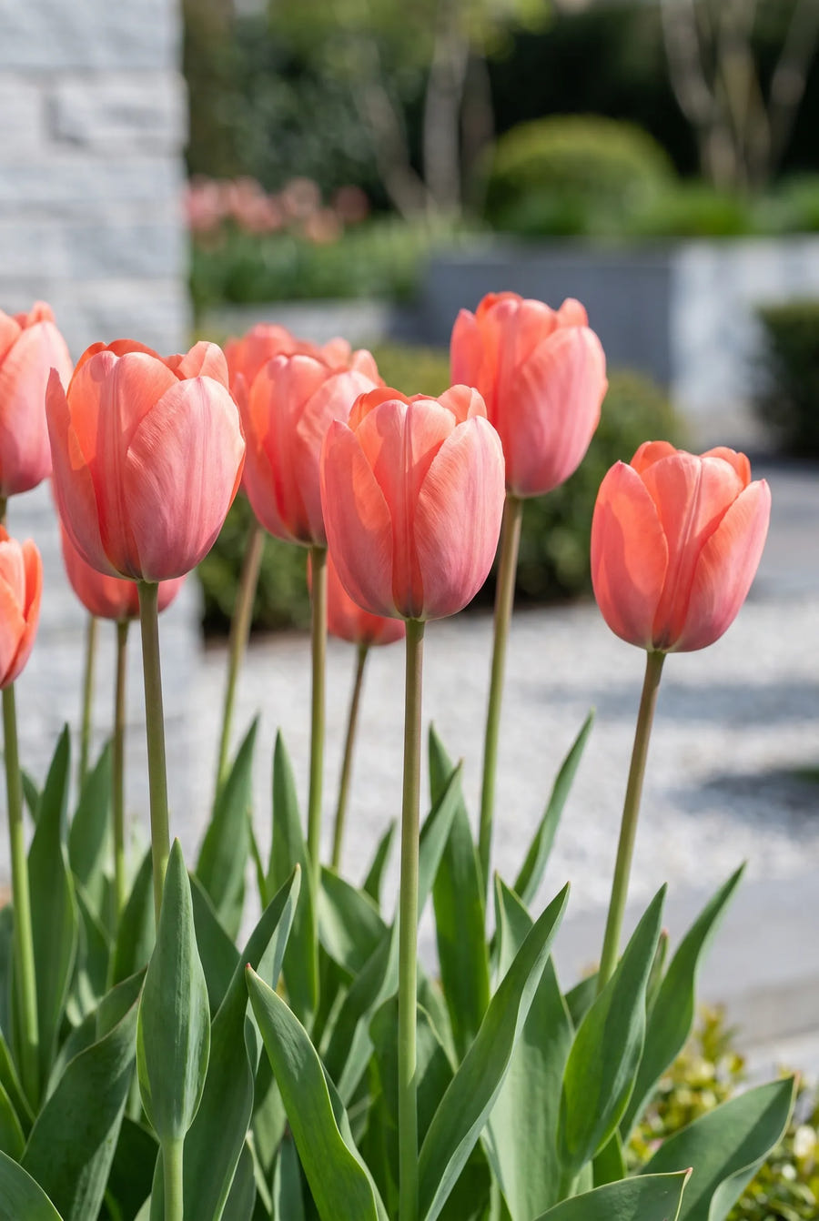 Tulipa Hans Brinker — in de border