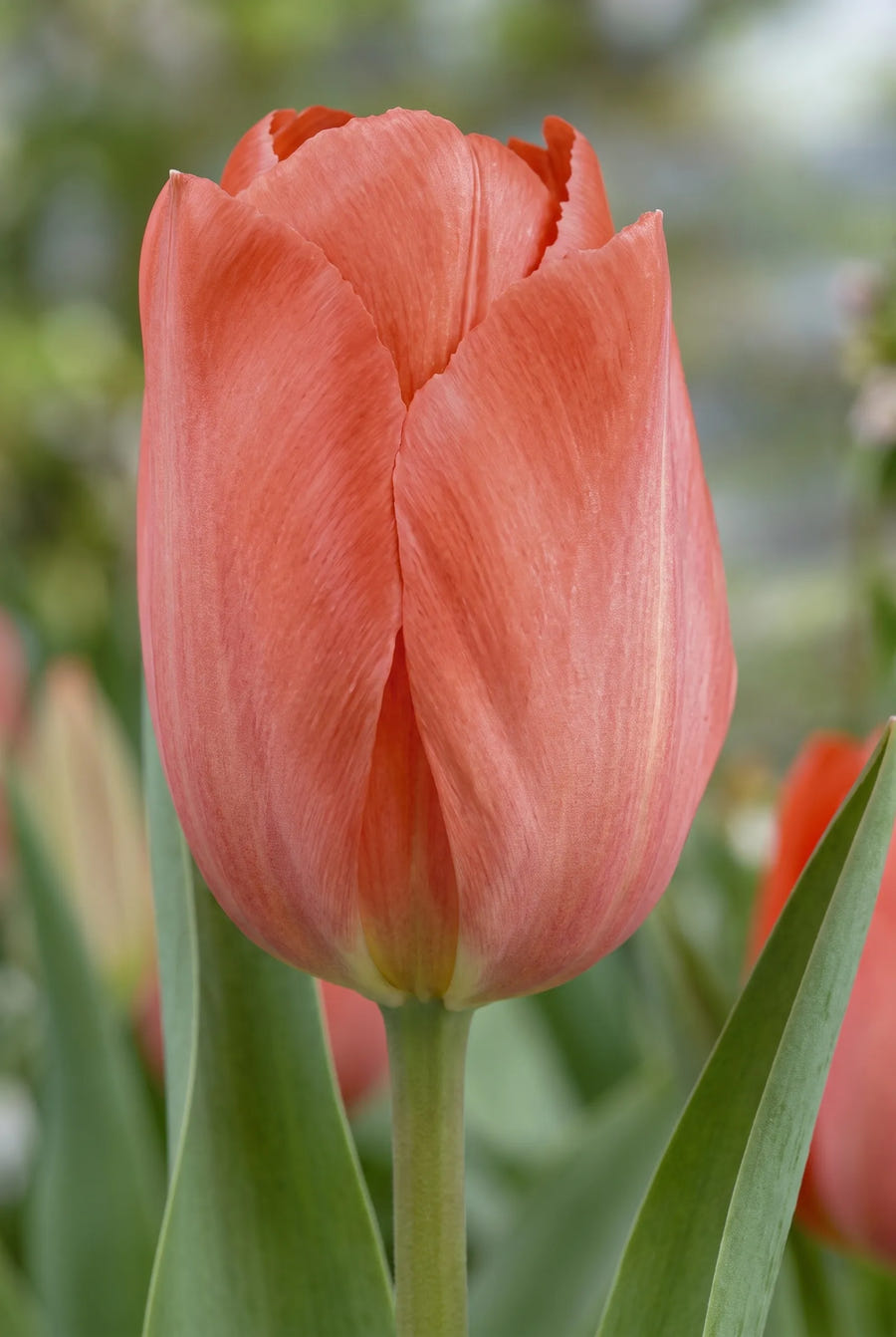 Tulipa Hans Brinker — close-up van de bloem