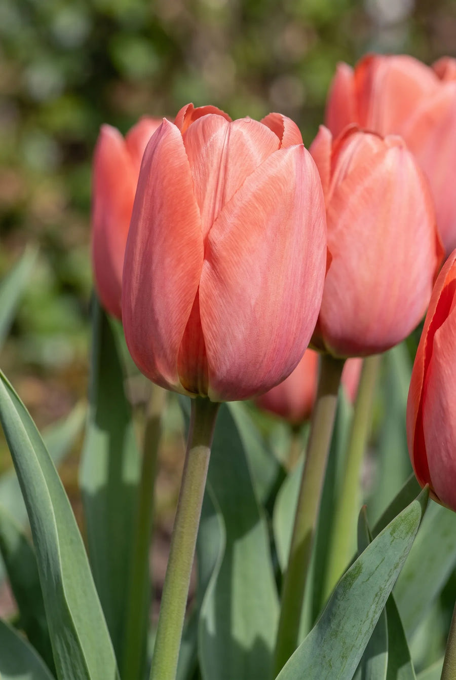 Tulipa Hans Brinker — sfeerbeeld