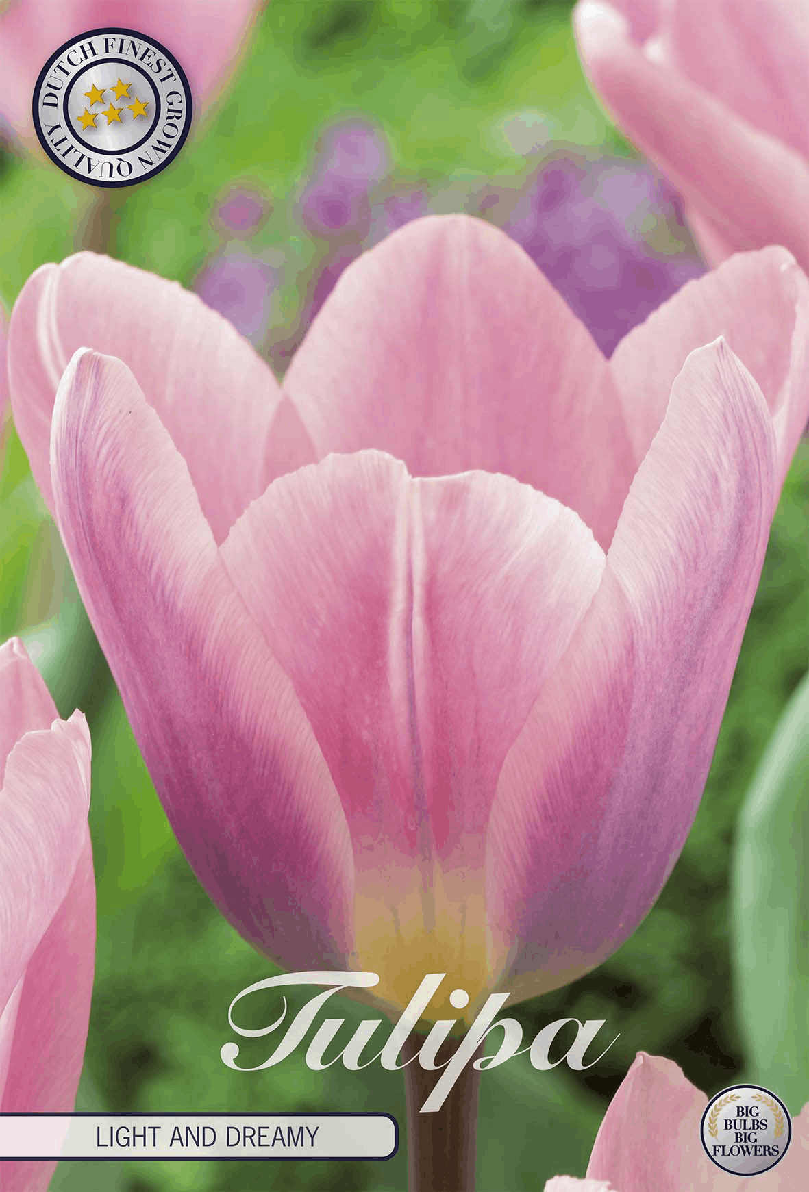 Tulipa Licht en Dromerig