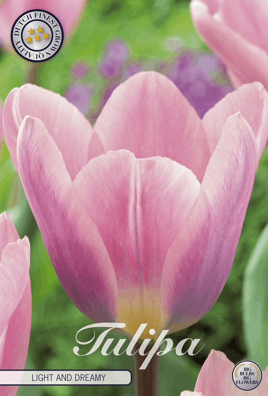 Tulipa Licht en Dromerig