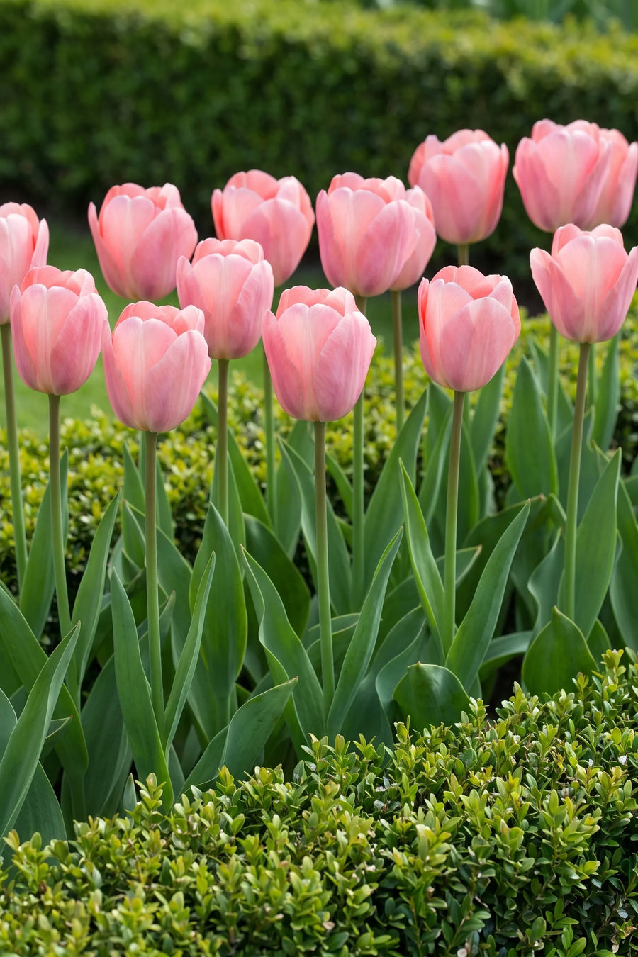 Groep Tulipa Mystic van Eijk in een tuinborder