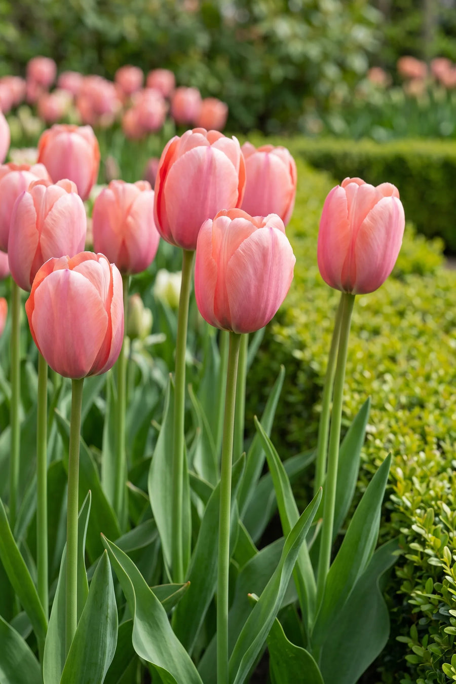 Tulipa Mystic van Eijk vanuit een natuurlijke tuinhoek