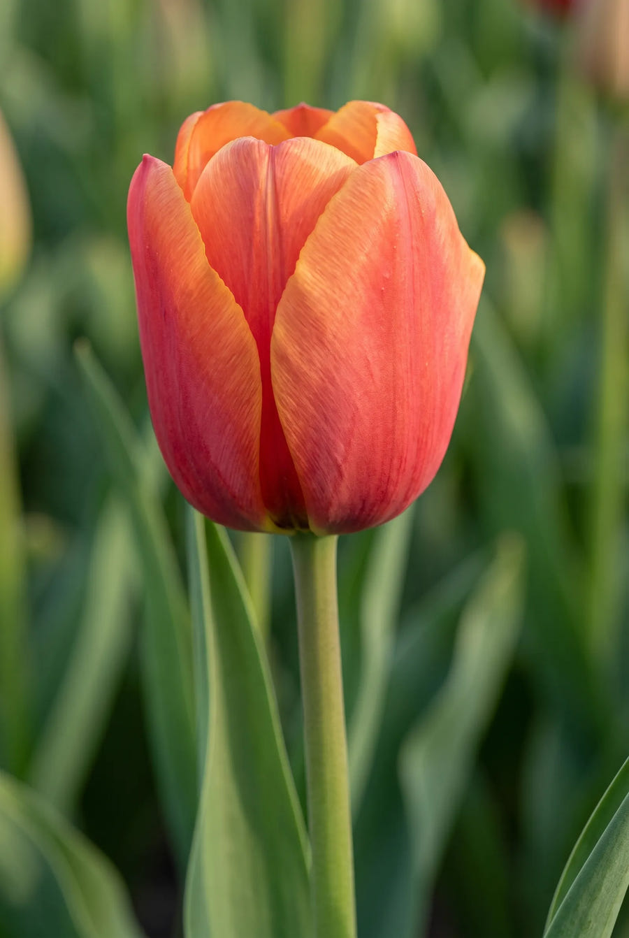 Tulipa Miss Brandy — close-up van de bloem