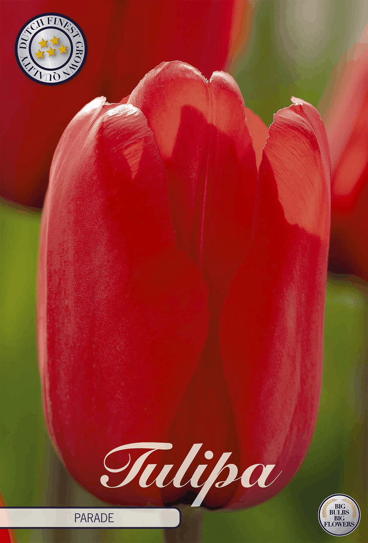 Tulpenparade
