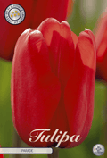Tulpenparade