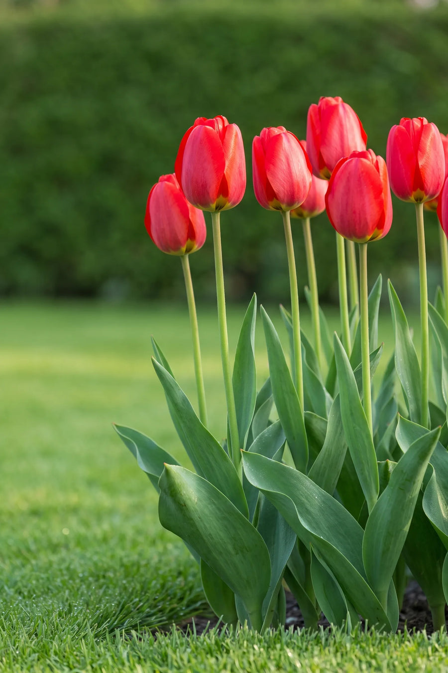 Tulipa Parade in bloei in een voorjaarsborder