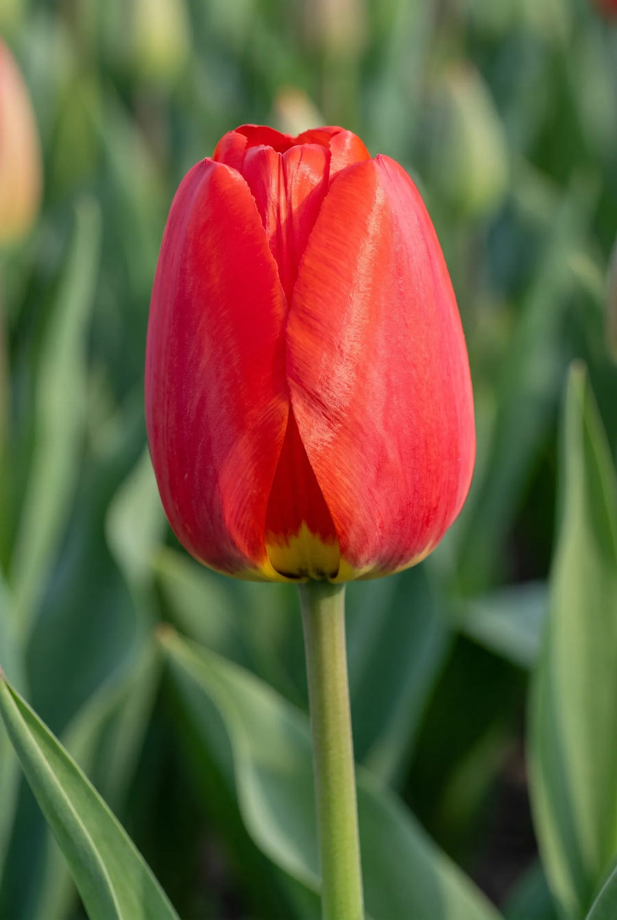 Tulipa Parade — close-up van de bloem