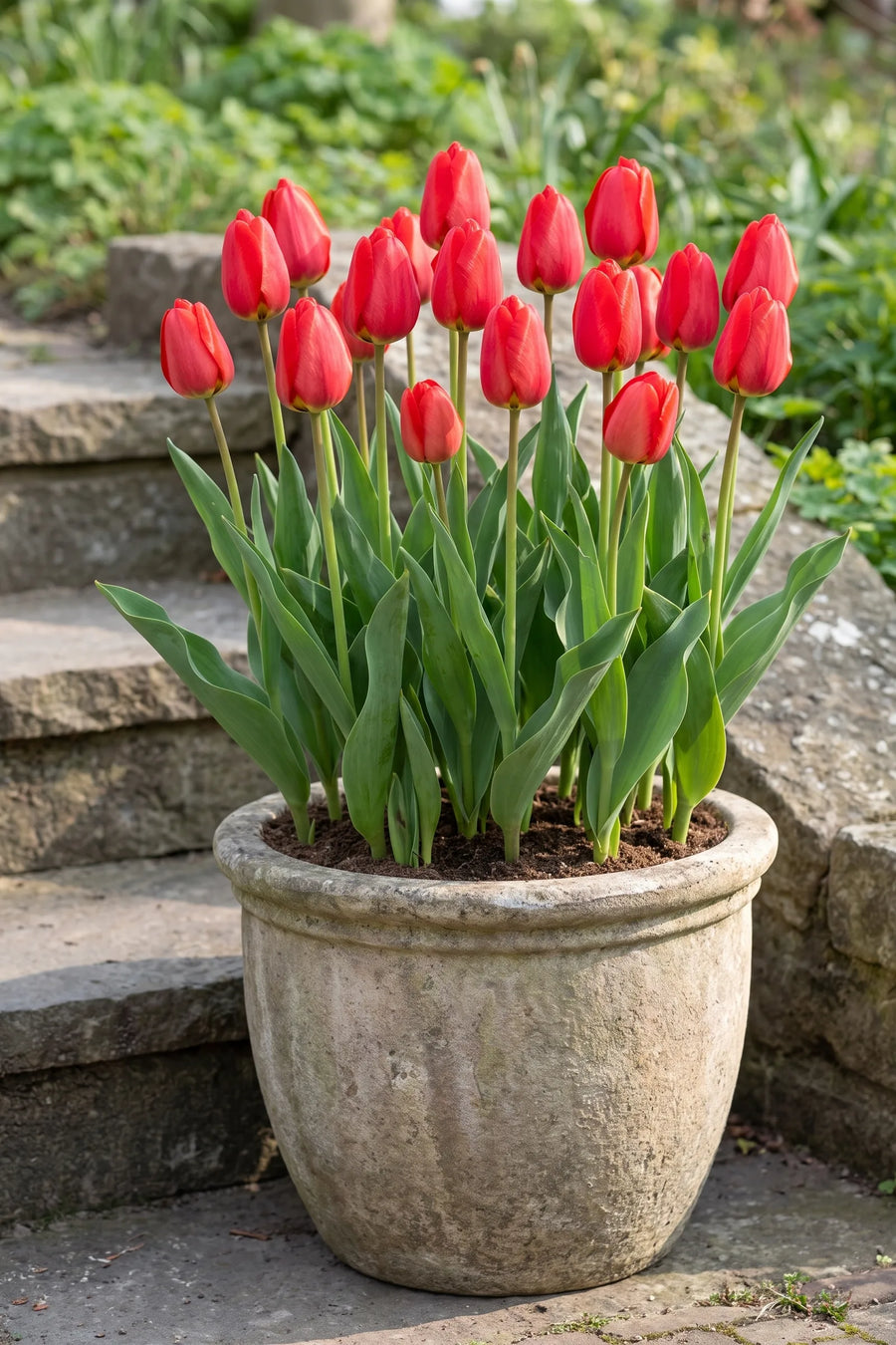 Tulipa Parade in een pot op een terras