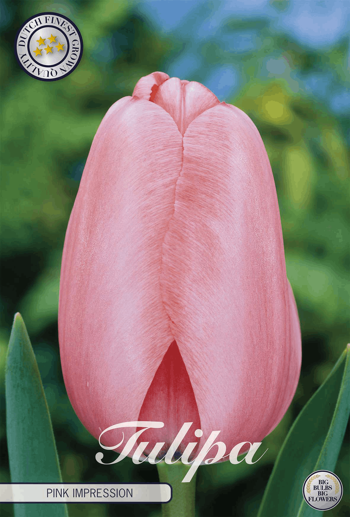 Tulpenroze impressie